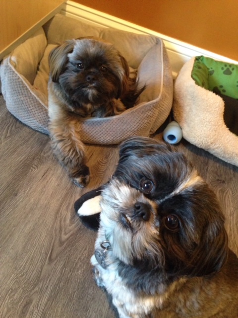 Small dog relaxing on clinic floor